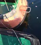 Kapal pandu untuk dijual