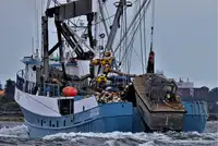 Kapal pukat lilit untuk dijual
