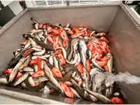 Kapal feri untuk dijual