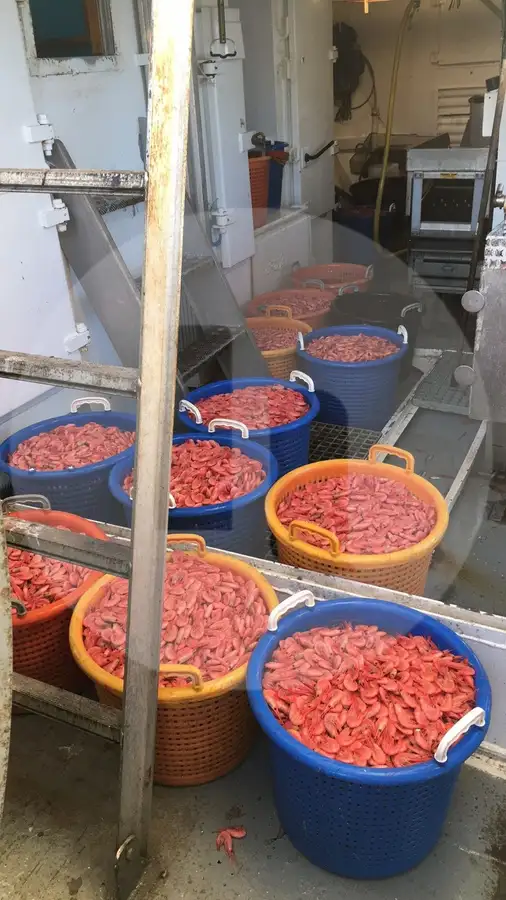Kapal pukat tunda untuk dijual