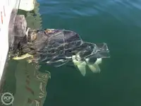 Kapal pukat untuk dijual