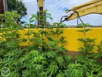 Tongkang untuk dijual