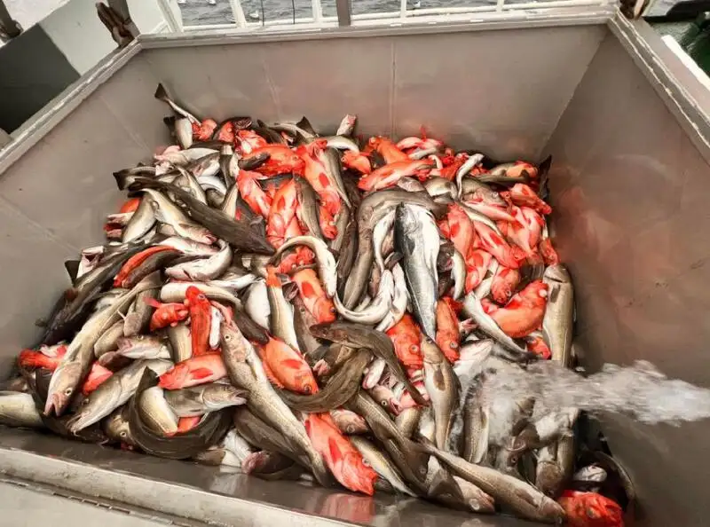 Penangkap ikan pukat tunda untuk jualan