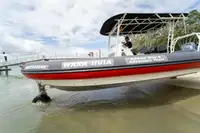 amfibia untuk jualan